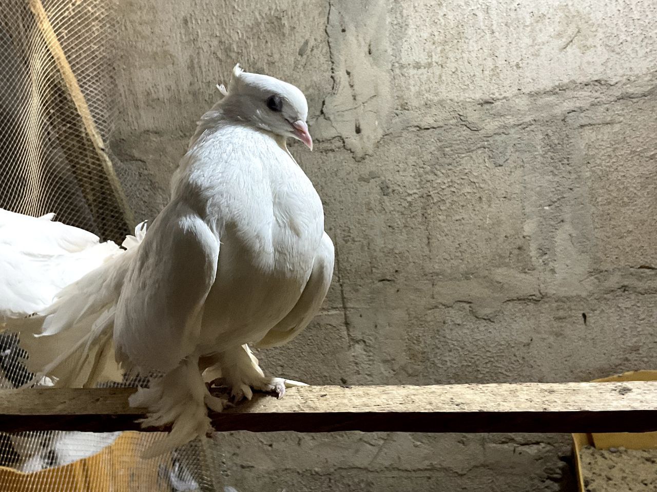 Indian Fantail Pigeon