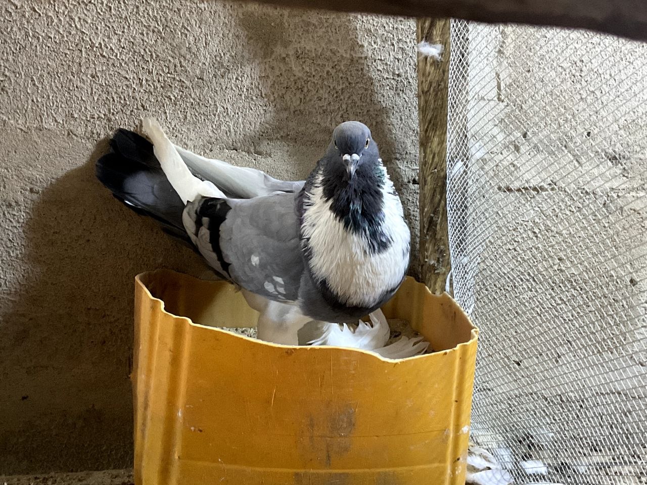 Old German Cropper Pigeon