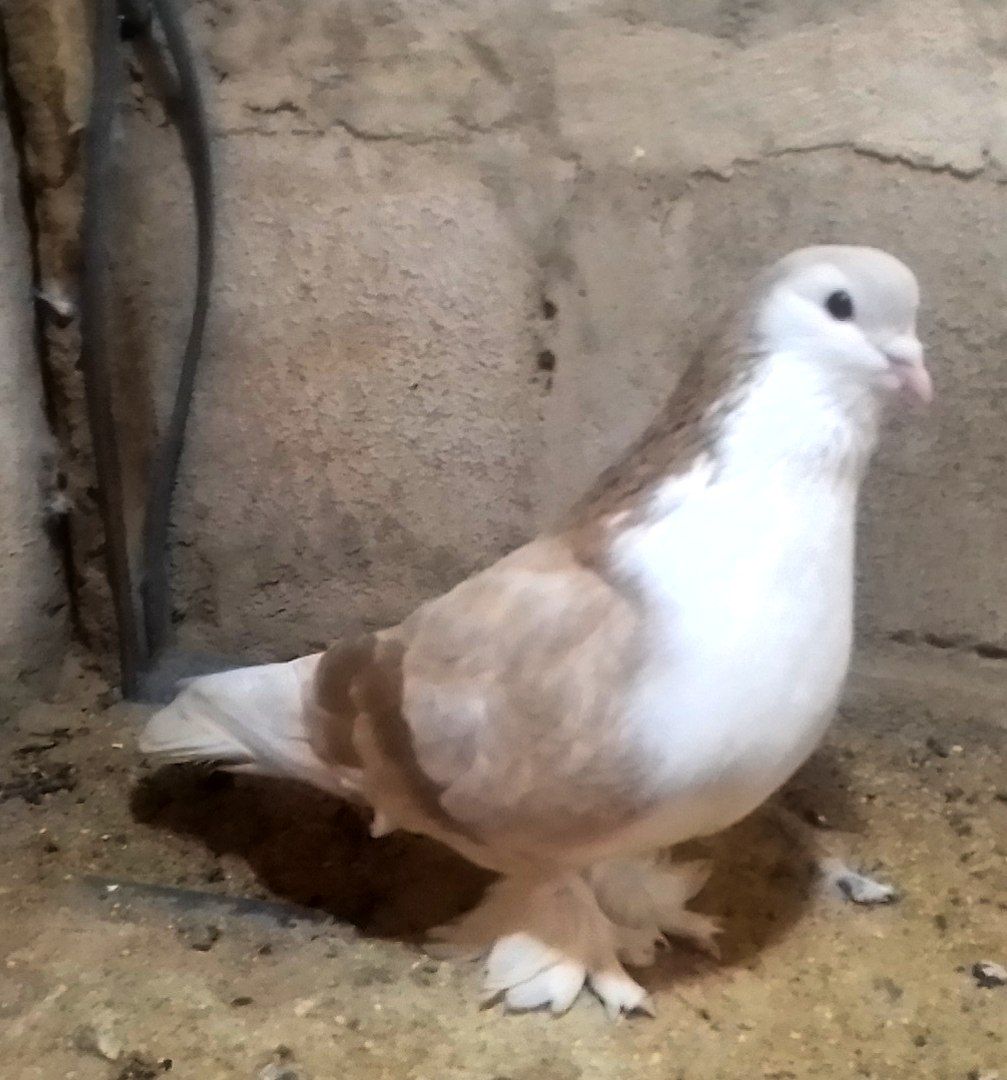 Lahore pigeon