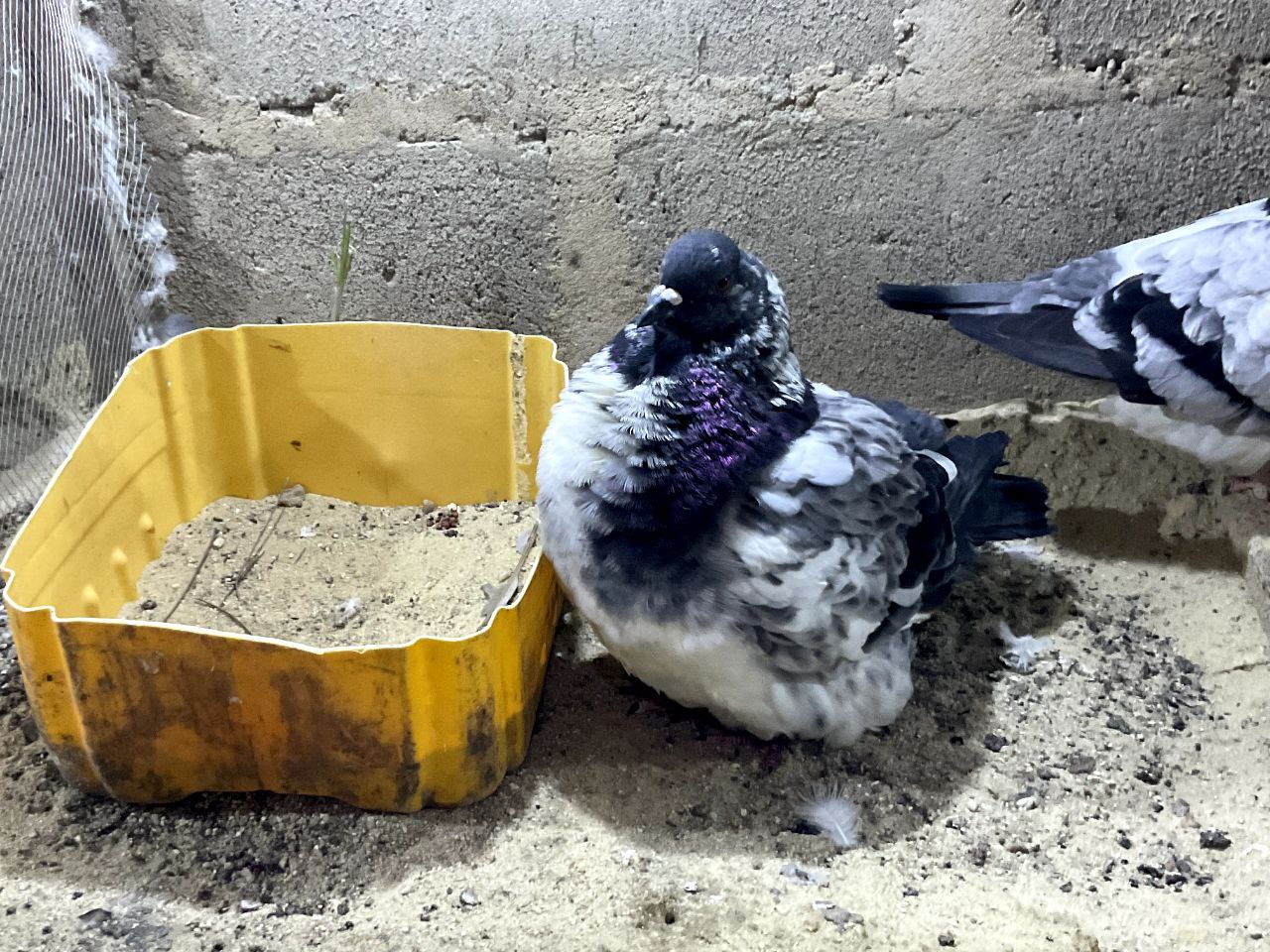 French Mondain Pigeon