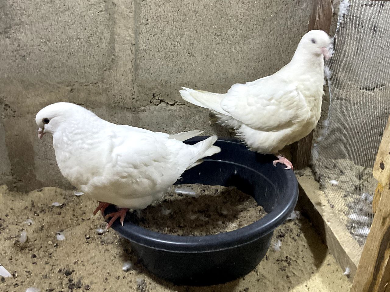 Swiss Mondain Pigeon