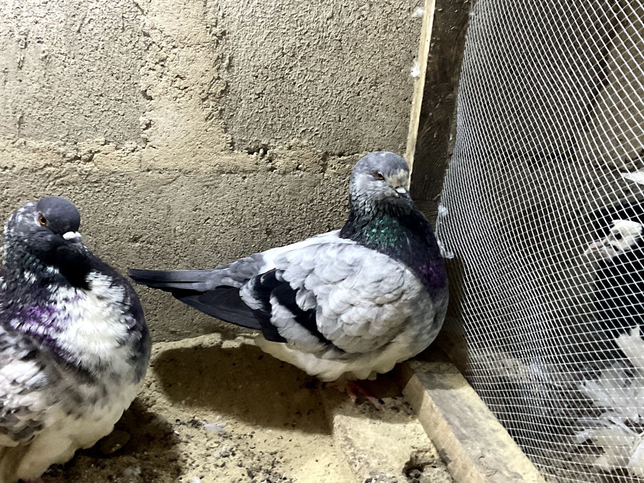 French Mondain Pigeon