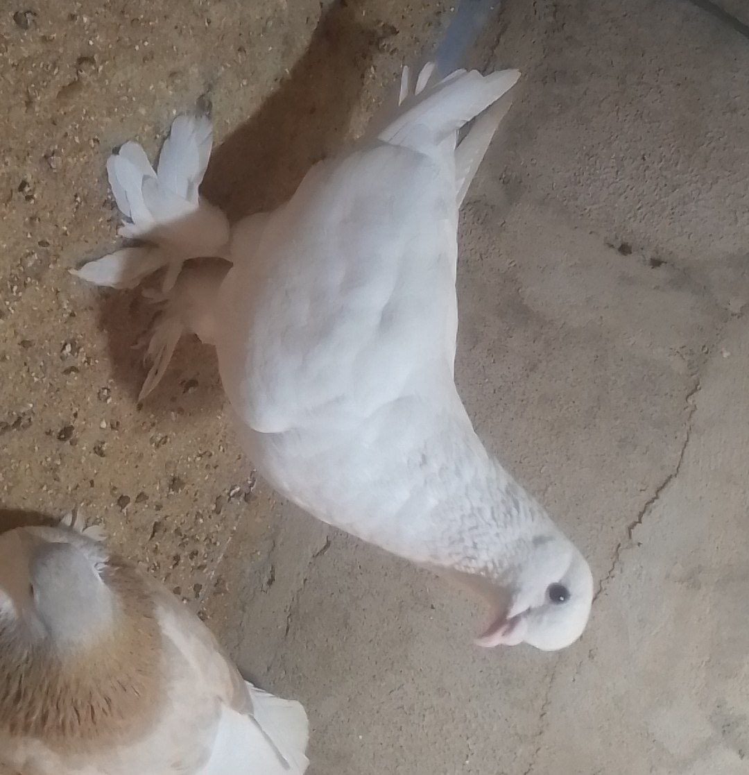 Lahore pigeon
