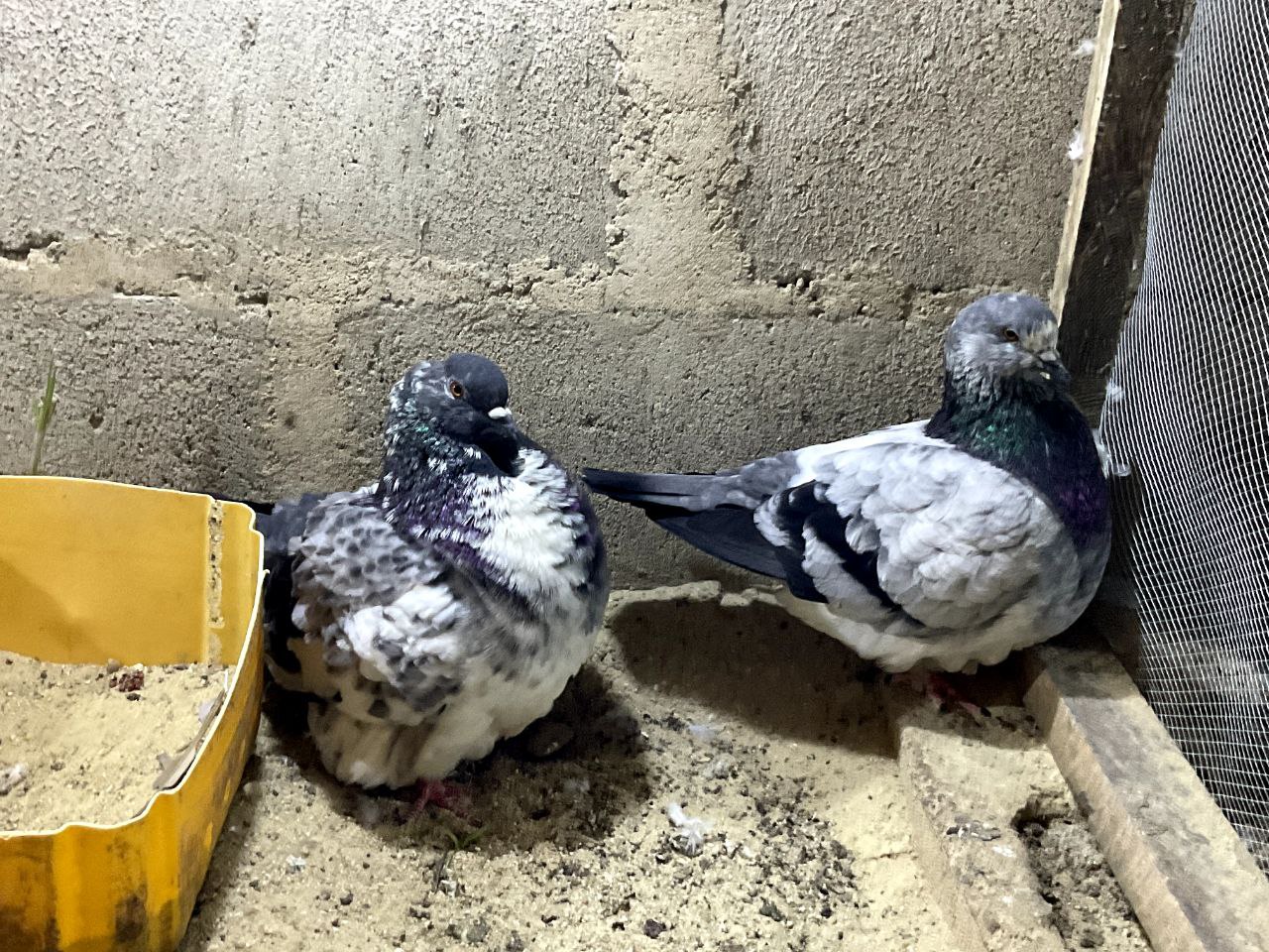 French Mondain Pigeon