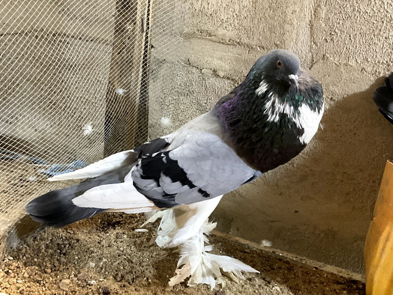 Old German Cropper Pigeon
