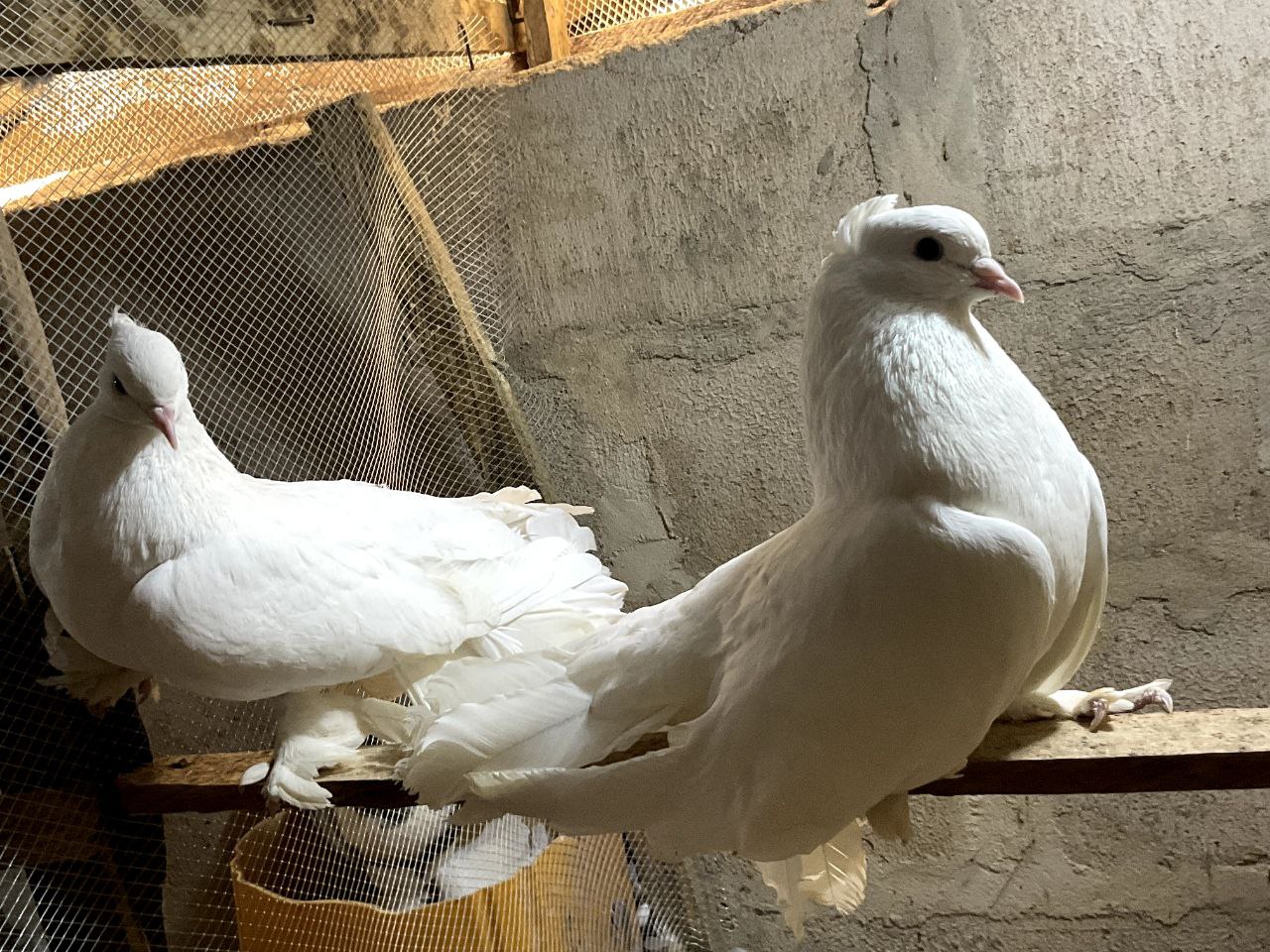 Indian Fantail Pigeon